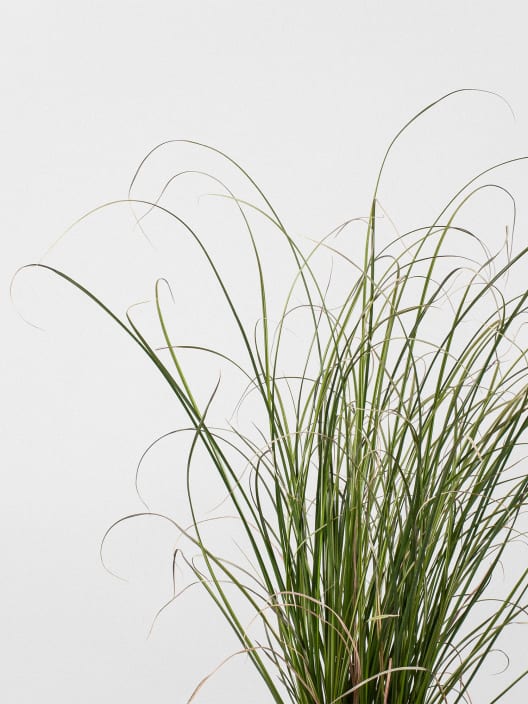 Gramínea Carex solandri