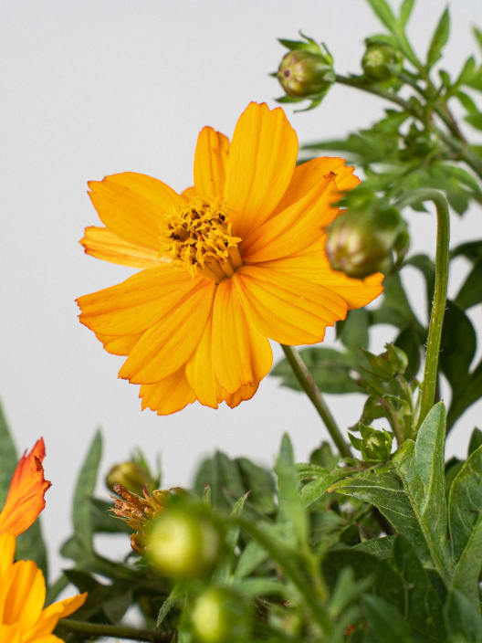 Cosmos sulphureus