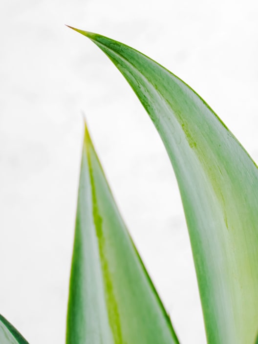 Agave attenuata