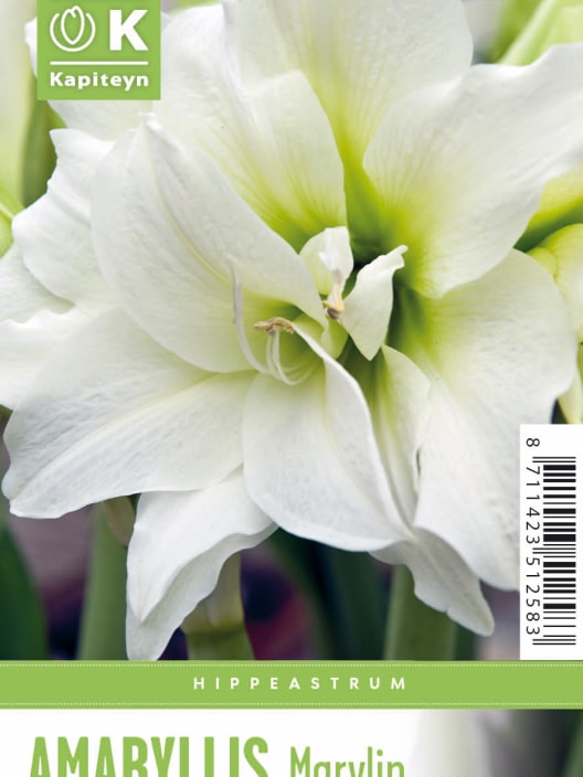 Bulbos de Amaryllis 'Marilyn'