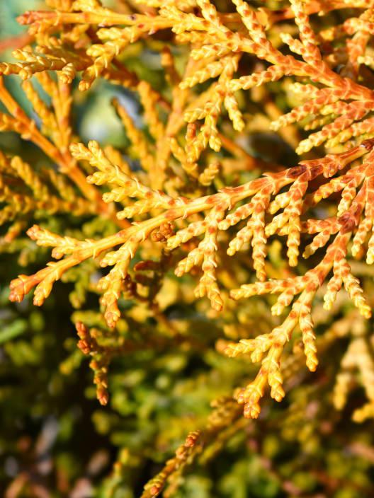 Ciprés Hinoki - Chamaecyparis obtusa 'Kamarachiba'