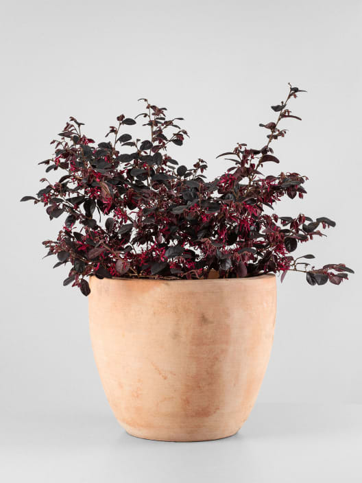 Loropetalum chinense 'Black Pearl'