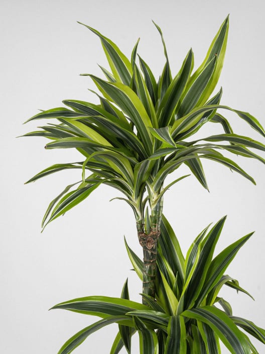 Dracaena fragrans 'Lemon Lime'