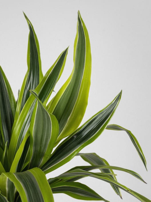 Dracaena fragrans 'Lemon Lime'