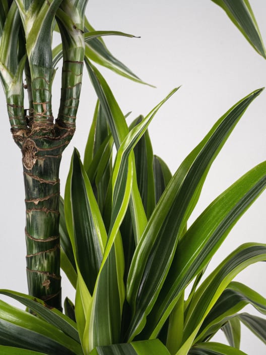 Dracaena fragrans 'Lemon Lime'