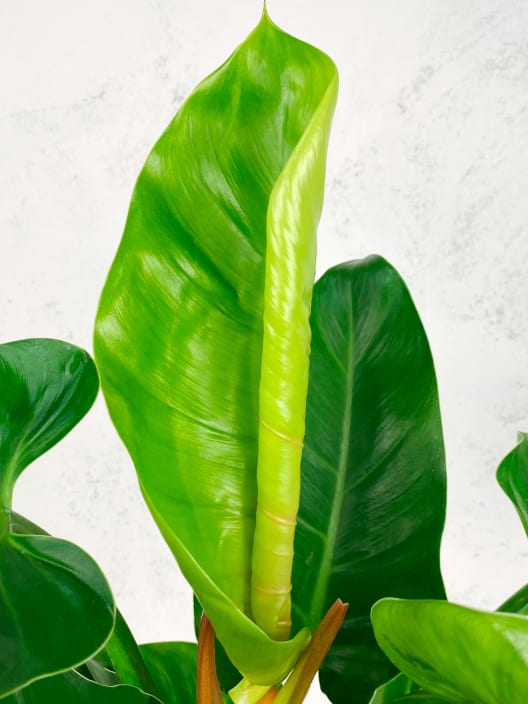Philodendron erubescens 'Imperial Green'