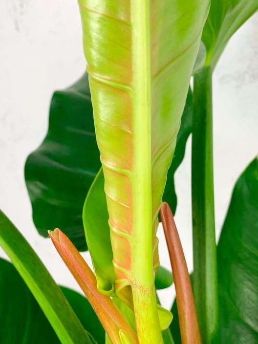 Philodendron erubescens 'Imperial Green'