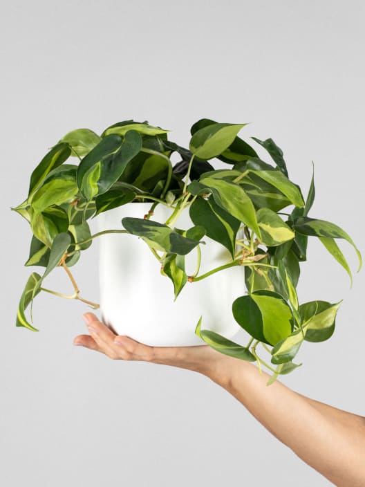 Philodendron scandens 'Brasil'