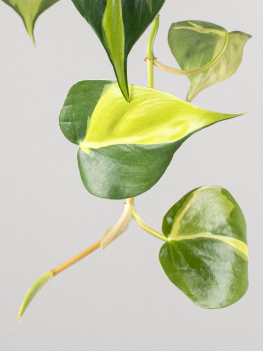 Philodendron scandens 'Brasil'