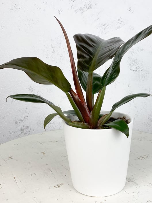 Philodendron erubescens 'Imperial Red'