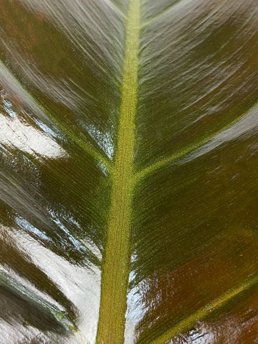 Philodendron erubescens 'Imperial Red'