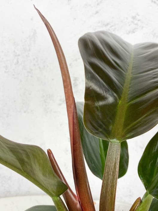 Philodendron erubescens 'Imperial Red'