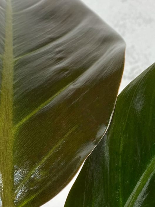 Philodendron erubescens 'Imperial Red'