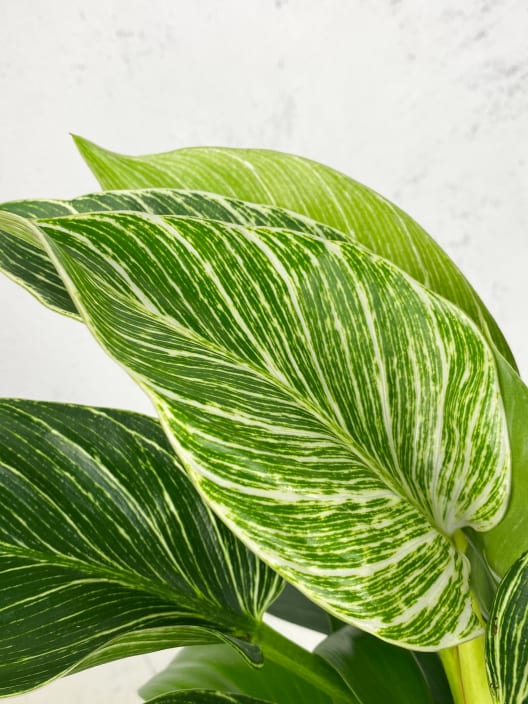 Philodendron erubescens 'Birkin White Wave'