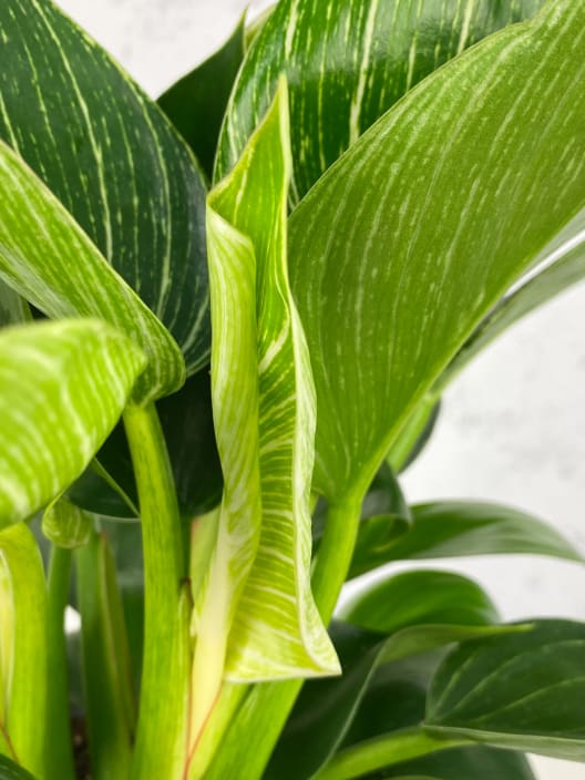 Philodendron erubescens 'Birkin White Wave'