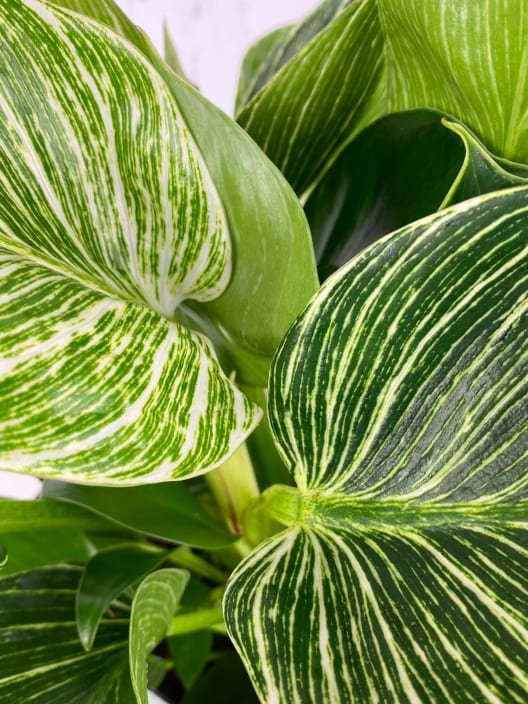 Philodendron erubescens 'Birkin White Wave'