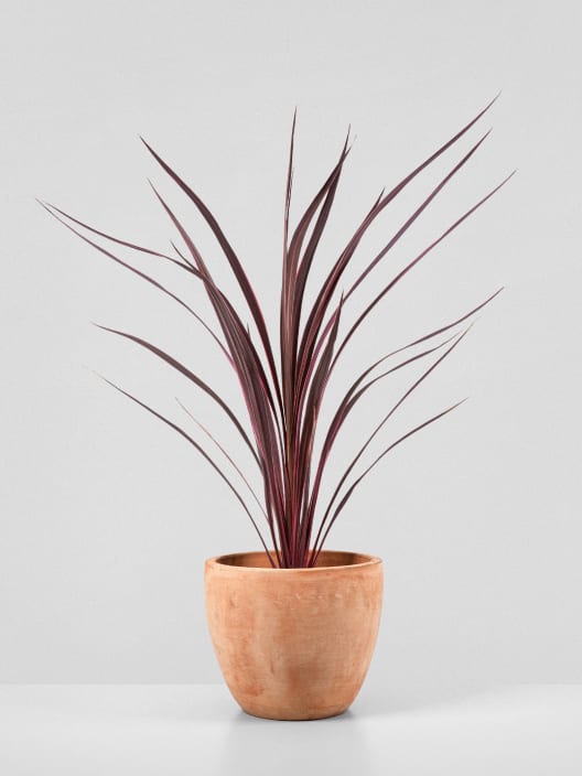 Cordyline banksii 'Electric Pink'