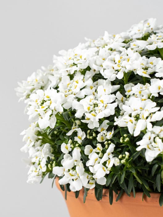 Iberis sempervirens