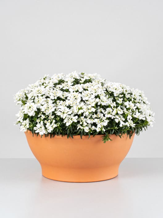 Iberis sempervirens