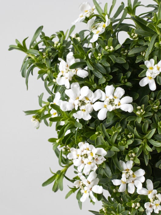 Iberis sempervirens