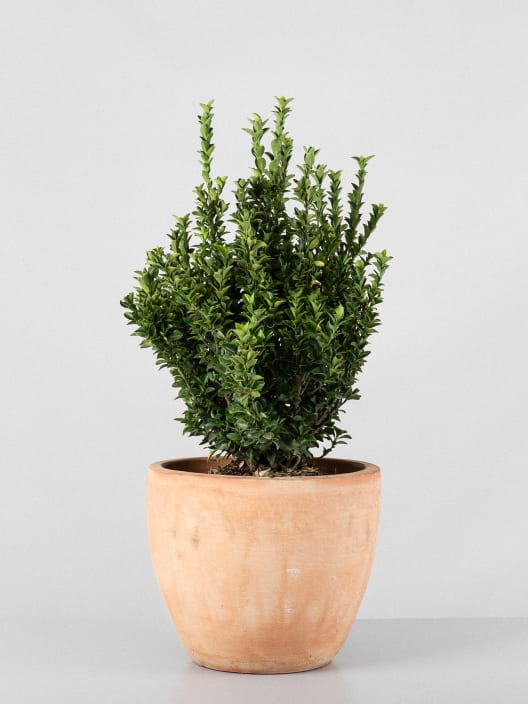 Evónimo Erecta - Euonymus japonicus 'Benkomasaki'