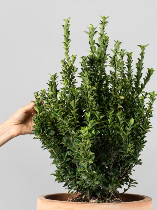 Evónimo Erecta - Euonymus japonicus 'Benkomasaki'