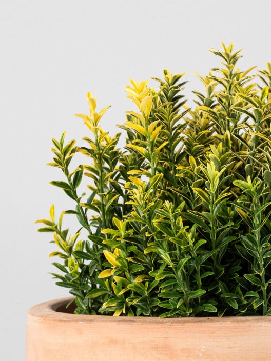 Evónimo enano dorado - Euonymus pulchellus 'Aurea'