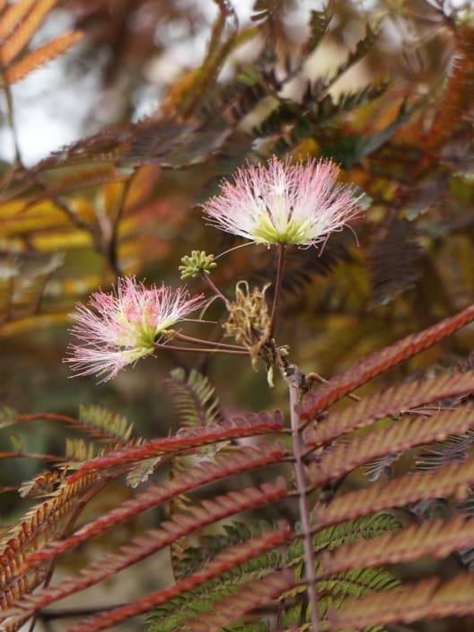 Albizia julibrissin ‘Summer Chocolate’
