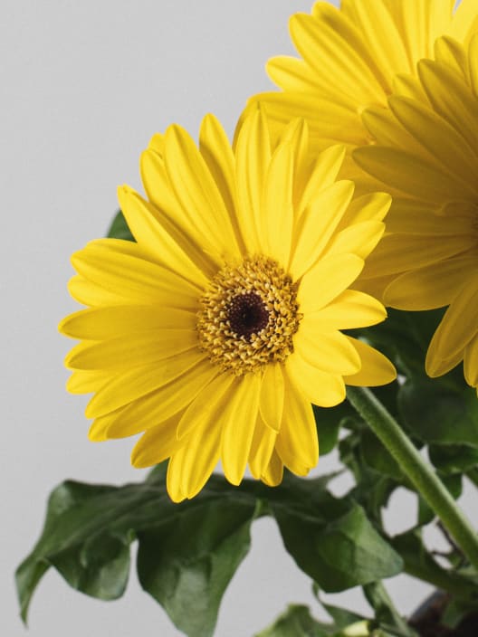 Gerbera en varios colores