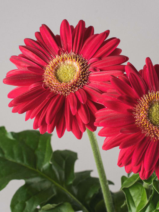 Gerbera en varios colores