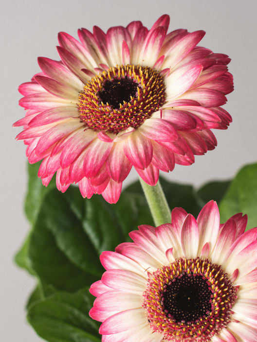 Gerbera en varios colores