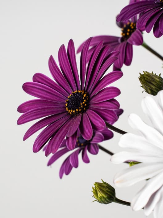 Margarita del Cabo Multicolor (Dimorphotheca ecklonis)