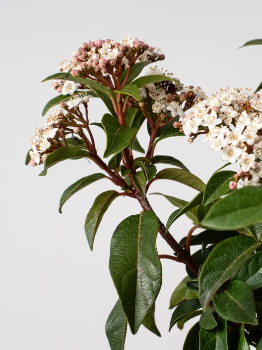 Viburnum tinus (Durillo Común)