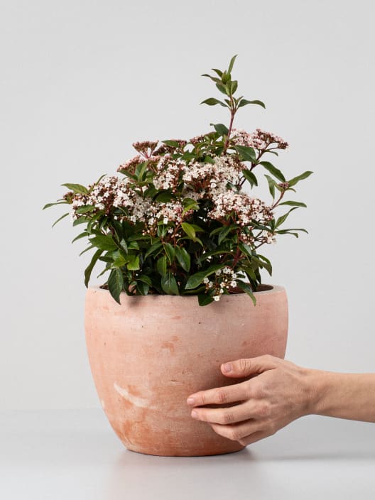 Viburnum tinus (Durillo Común)