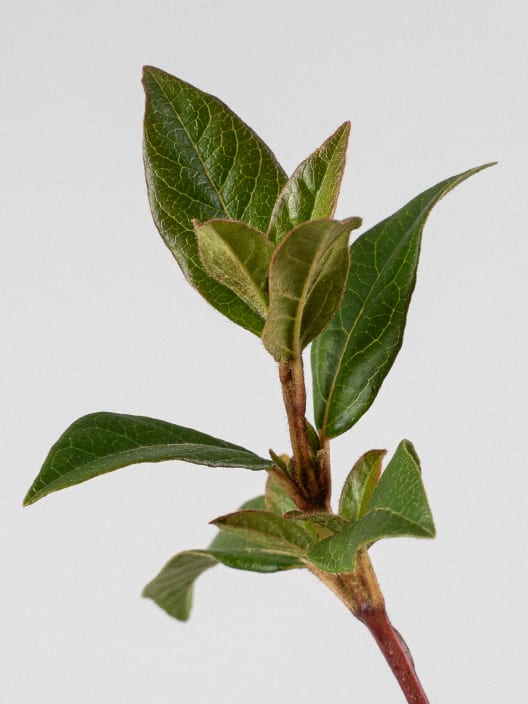 Viburnum tinus (Durillo Común)