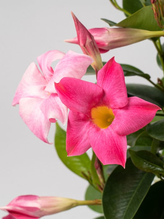 Dipladenia Mandevilla (pirámide)