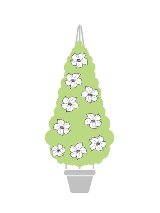 Dipladenia Mandevilla (pirámide)