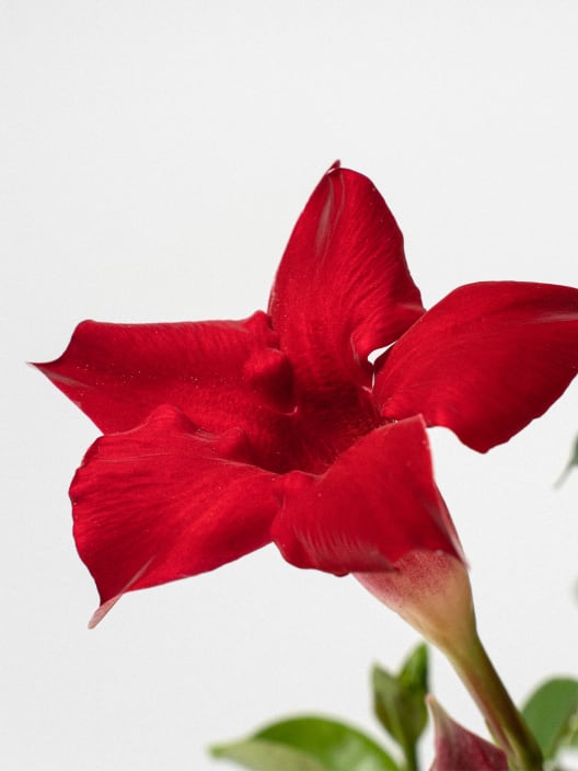 Dipladenia Mandevilla (pirámide)