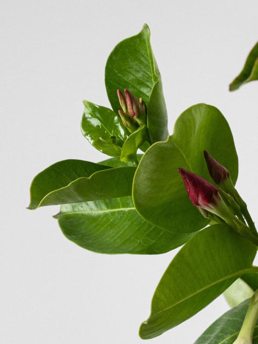 Dipladenia Mandevilla (pirámide)