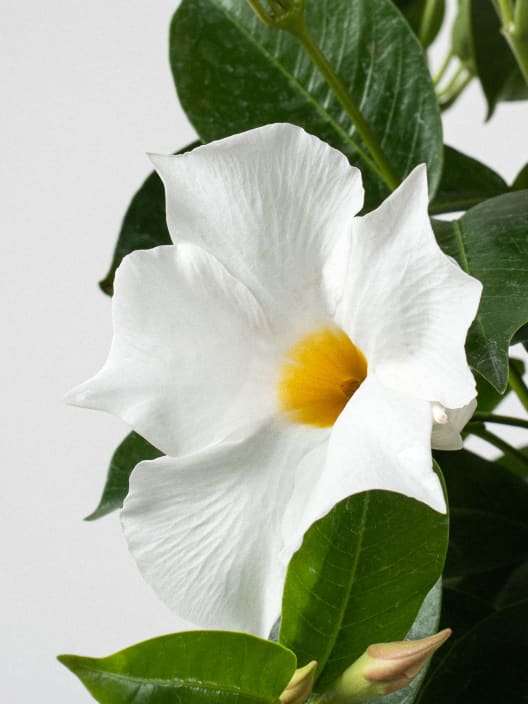 Dipladenia Mandevilla (pirámide)