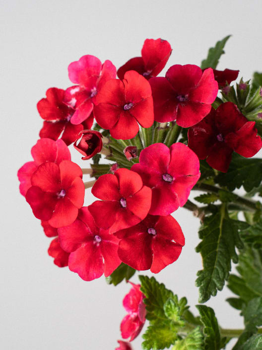 Verbena hybrida