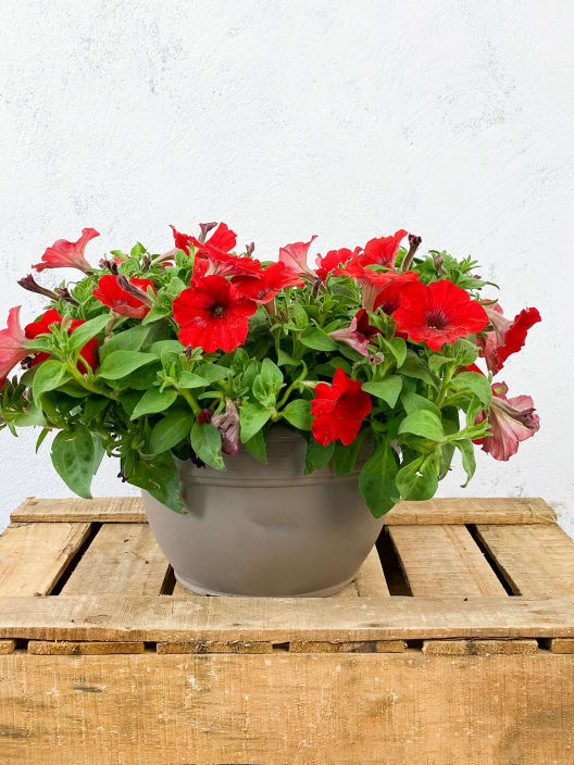 Petunia 'Surfinia' multicolor