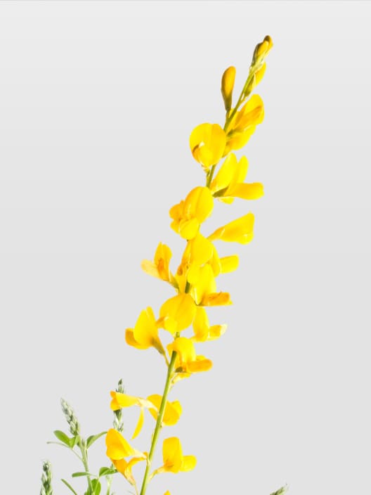 Genista maderensis