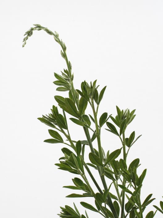 Genista maderensis