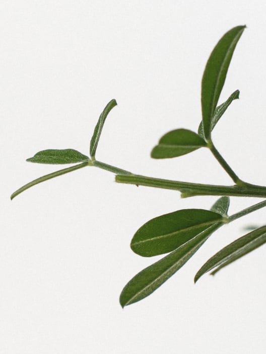 Genista maderensis