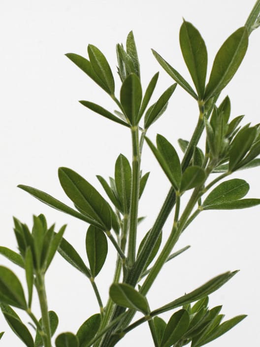 Genista maderensis