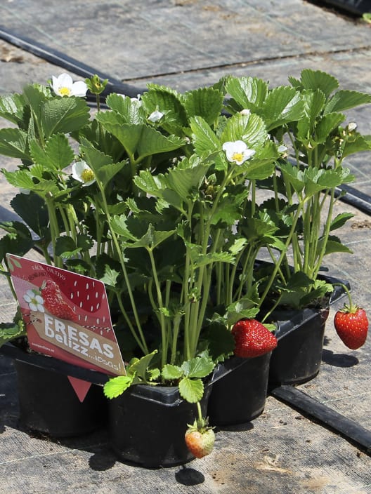Fresa Delizz - Planta de huerto