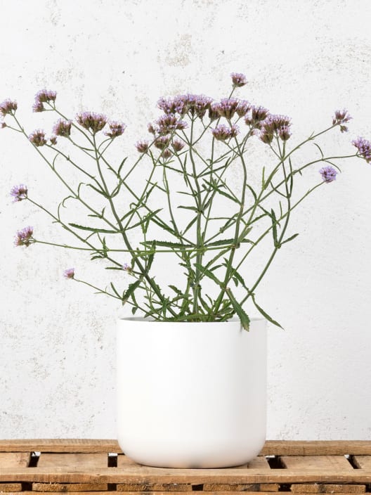 Verbena bonariensis