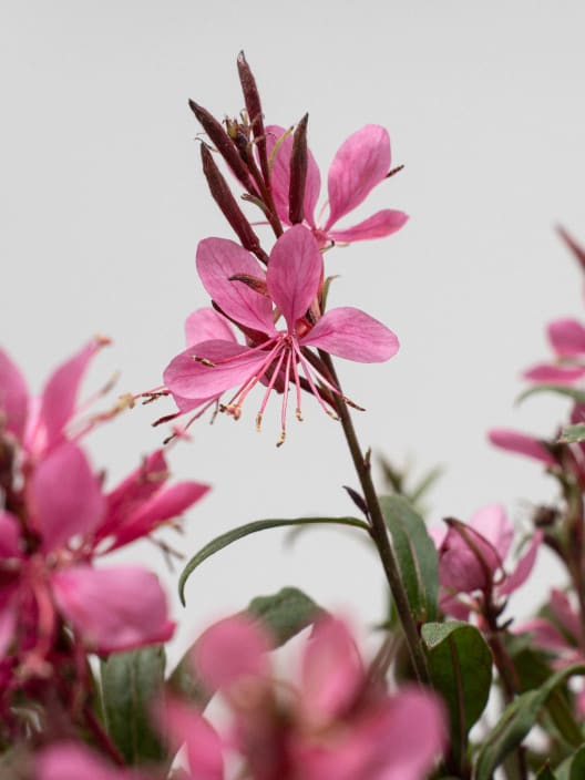 Gaura (Oenothera lindheimeri)