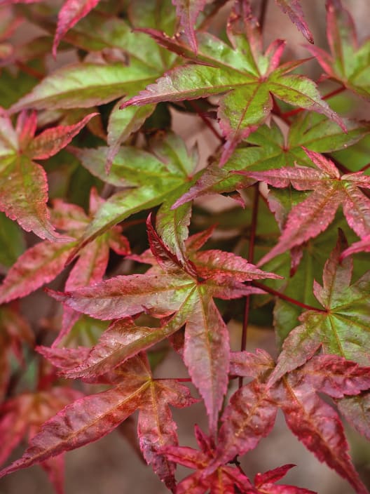 Acer palmatum 'Beni-maiko' (Arce Japonés 'Beni-maiko')